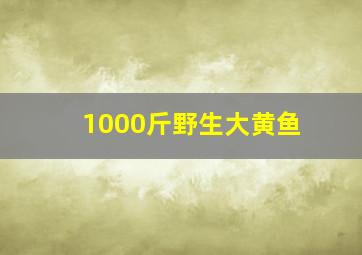 1000斤野生大黄鱼