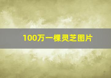 100万一棵灵芝图片