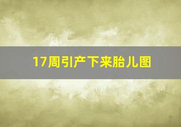 17周引产下来胎儿图