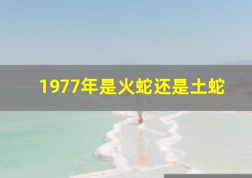 1977年是火蛇还是土蛇