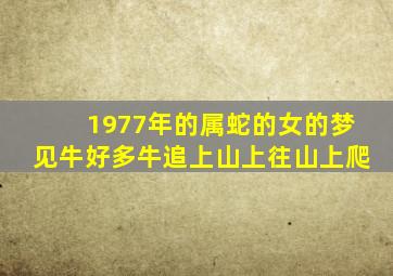 1977年的属蛇的女的梦见牛好多牛追上山上往山上爬