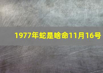 1977年蛇是啥命11月16号