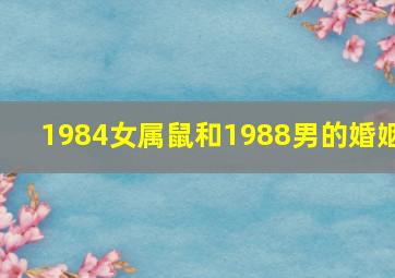 1984女属鼠和1988男的婚姻