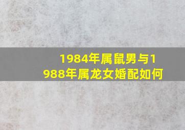 1984年属鼠男与1988年属龙女婚配如何