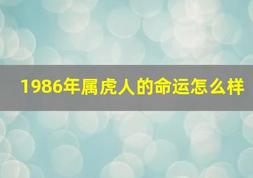 1986年属虎人的命运怎么样