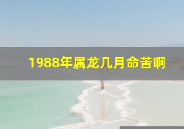 1988年属龙几月命苦啊