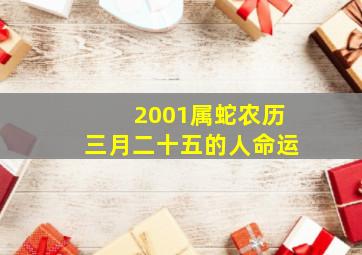 2001属蛇农历三月二十五的人命运