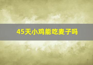 45天小鸡能吃麦子吗