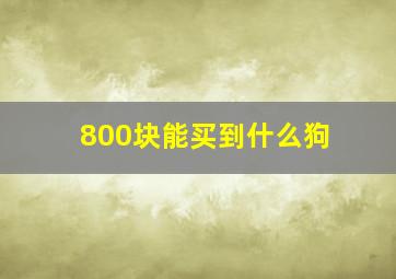 800块能买到什么狗