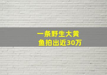 一条野生大黄鱼拍出近30万