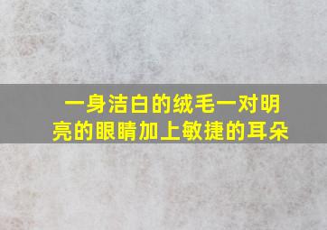 一身洁白的绒毛一对明亮的眼睛加上敏捷的耳朵