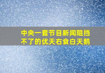 中央一套节目新闻阻挡不了的优天右食白天鹅