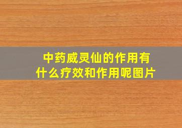 中药威灵仙的作用有什么疗效和作用呢图片