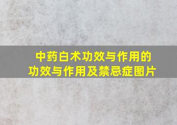 中药白术功效与作用的功效与作用及禁忌症图片