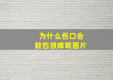 为什么伤口会鼓包很痒呢图片