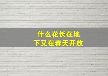 什么花长在地下又在春天开放