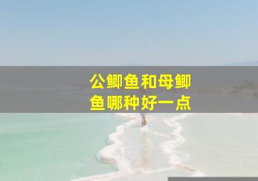 公鲫鱼和母鲫鱼哪种好一点