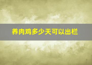 养肉鸡多少天可以出栏