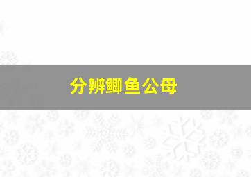 分辨鲫鱼公母