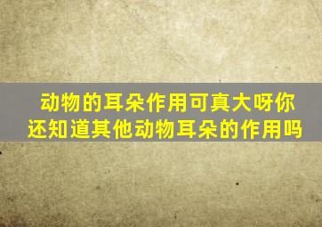 动物的耳朵作用可真大呀你还知道其他动物耳朵的作用吗