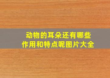 动物的耳朵还有哪些作用和特点呢图片大全