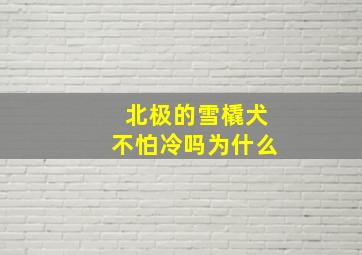 北极的雪橇犬不怕冷吗为什么