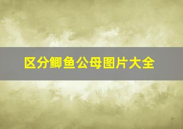 区分鲫鱼公母图片大全