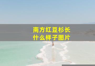 南方红豆杉长什么样子图片