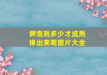 卵泡到多少才成熟排出来呢图片大全