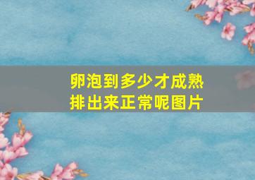 卵泡到多少才成熟排出来正常呢图片