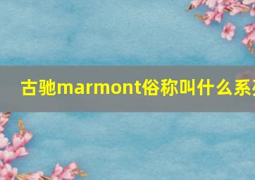 古驰marmont俗称叫什么系列