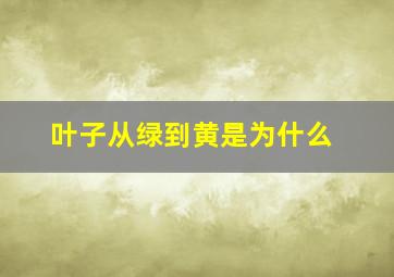 叶子从绿到黄是为什么