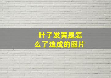 叶子发黄是怎么了造成的图片