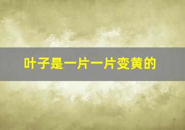 叶子是一片一片变黄的