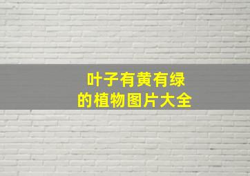 叶子有黄有绿的植物图片大全