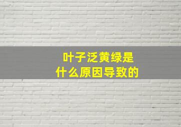 叶子泛黄绿是什么原因导致的