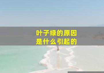 叶子绿的原因是什么引起的