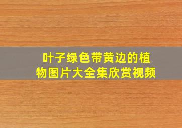 叶子绿色带黄边的植物图片大全集欣赏视频