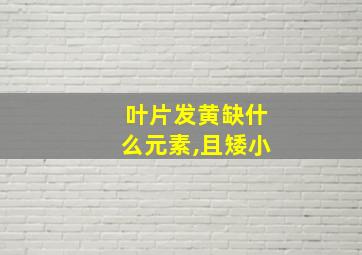 叶片发黄缺什么元素,且矮小