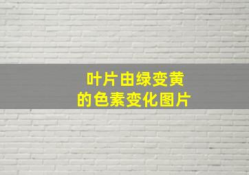 叶片由绿变黄的色素变化图片