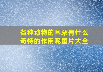 各种动物的耳朵有什么奇特的作用呢图片大全