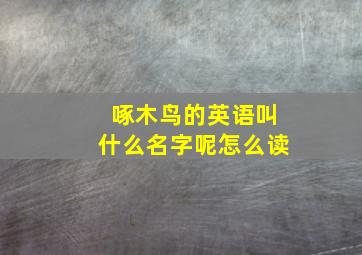 啄木鸟的英语叫什么名字呢怎么读