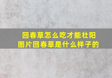 回春草怎么吃才能壮阳图片回春草是什么样子的