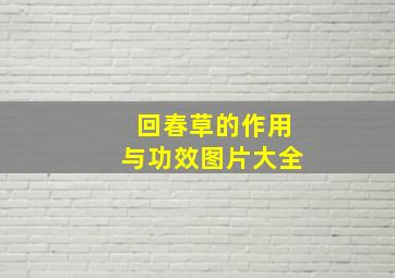 回春草的作用与功效图片大全