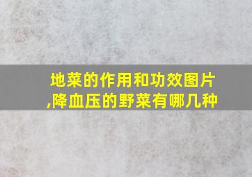 地菜的作用和功效图片,降血压的野菜有哪几种