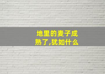 地里的麦子成熟了,犹如什么