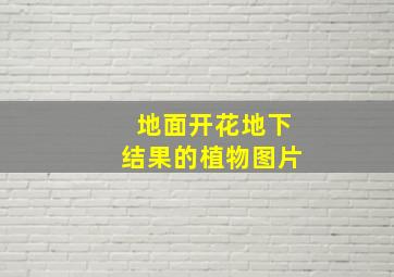 地面开花地下结果的植物图片