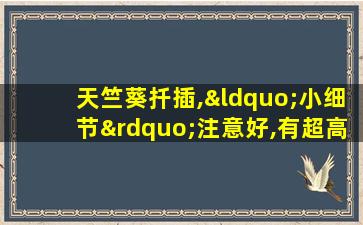 天竺葵扦插,“小细节”注意好,有超高成活率