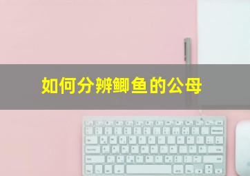 如何分辨鲫鱼的公母