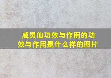 威灵仙功效与作用的功效与作用是什么样的图片